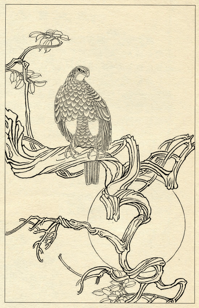 白描鹰技法基础入门,工笔画素材白描鹰图漂亮