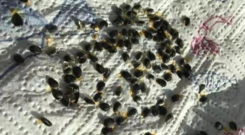 百香果放什么肥料容易开花结果,百香果10月还能开花结果吗