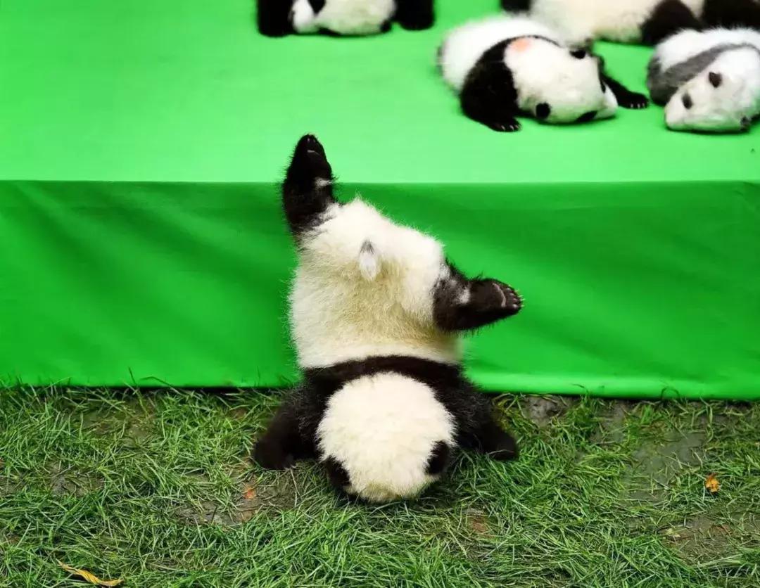 熊猫萌,熊猫萌啦