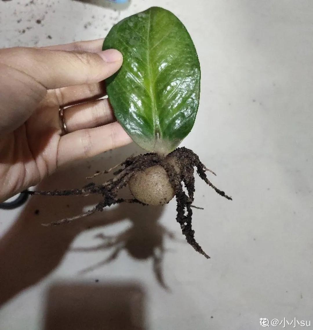 扦插花的养殖方法和技巧,养花扦插有妙招多肉