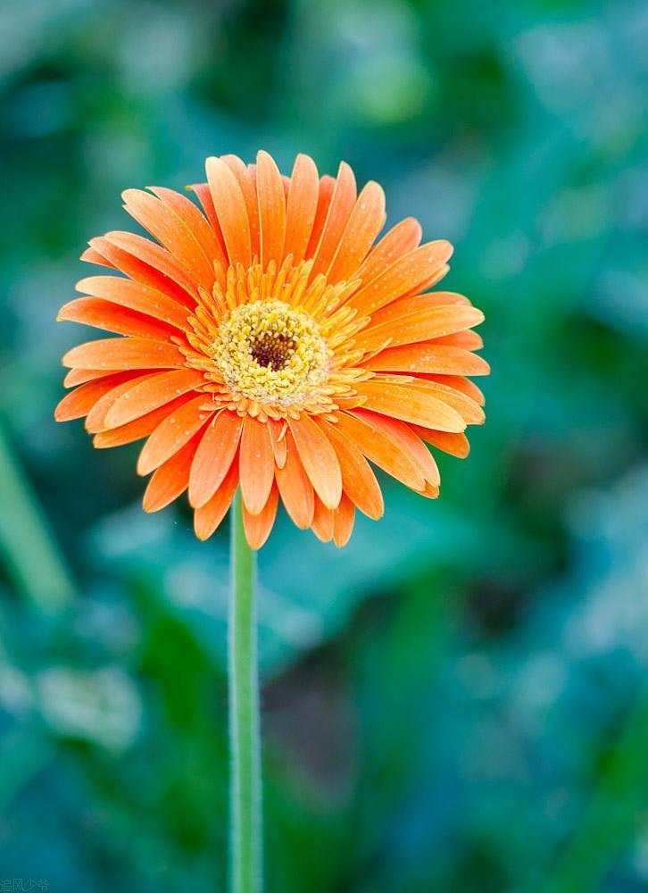 迷你向日葵适合黄土种,向日葵盆栽品种推荐