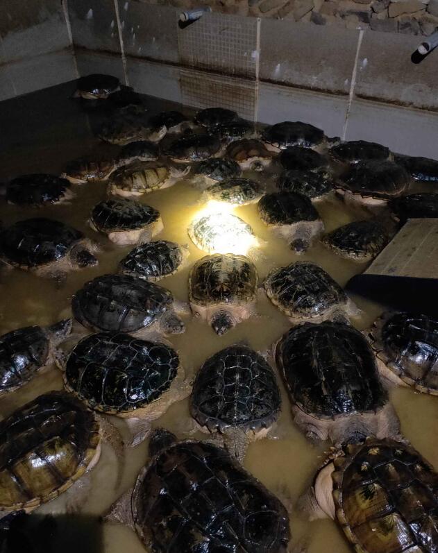 鳄龟互相咬伤能自己痊愈吗,鳄龟同类相残怎么处理