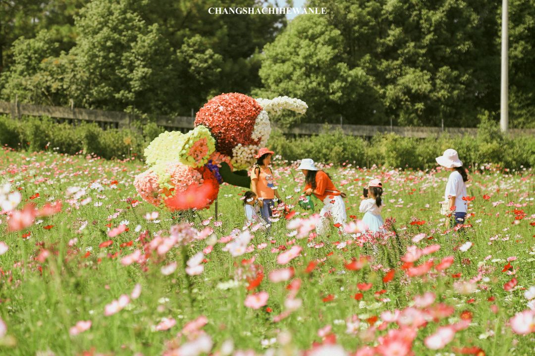 秋天的沙湖美不胜收,洋沙湖旅游