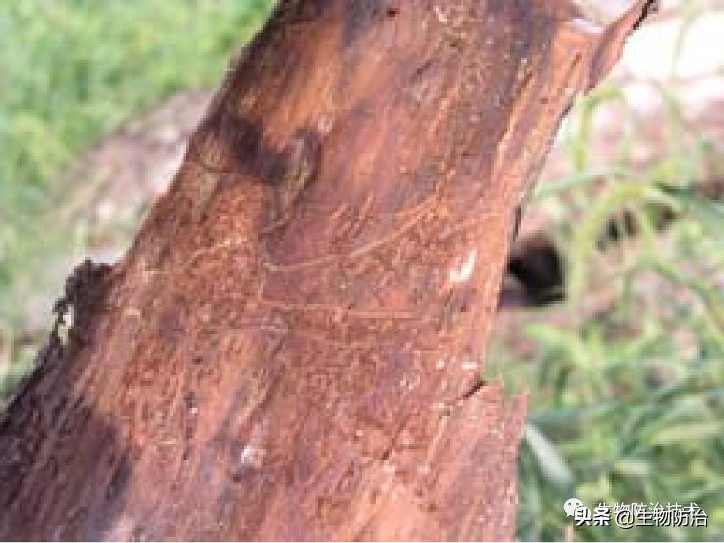 蛀干害虫是钻蛀害虫吗,果树枝干钻蛀害虫图片