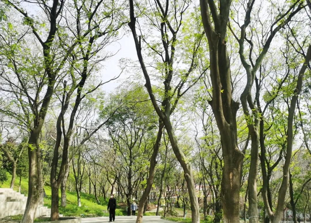 栖霞“新都市”|美了！