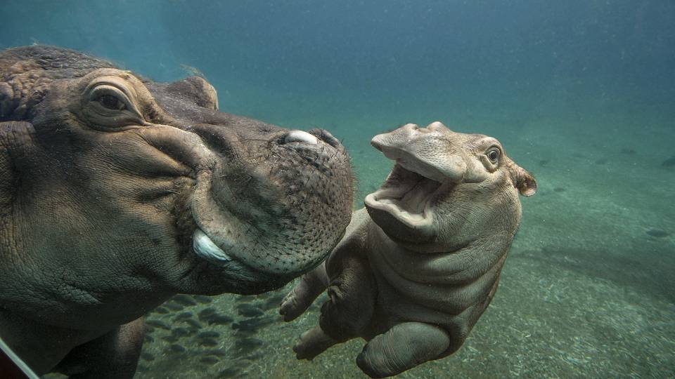 河马汗血宝马视频,河马为什么称为汗血宝马