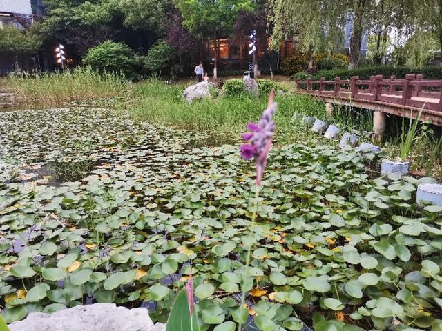 南京天印湖公园,江宁区大学城天印湖公园