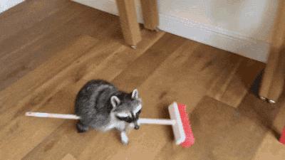 包文婧请保姆,包文婧家政