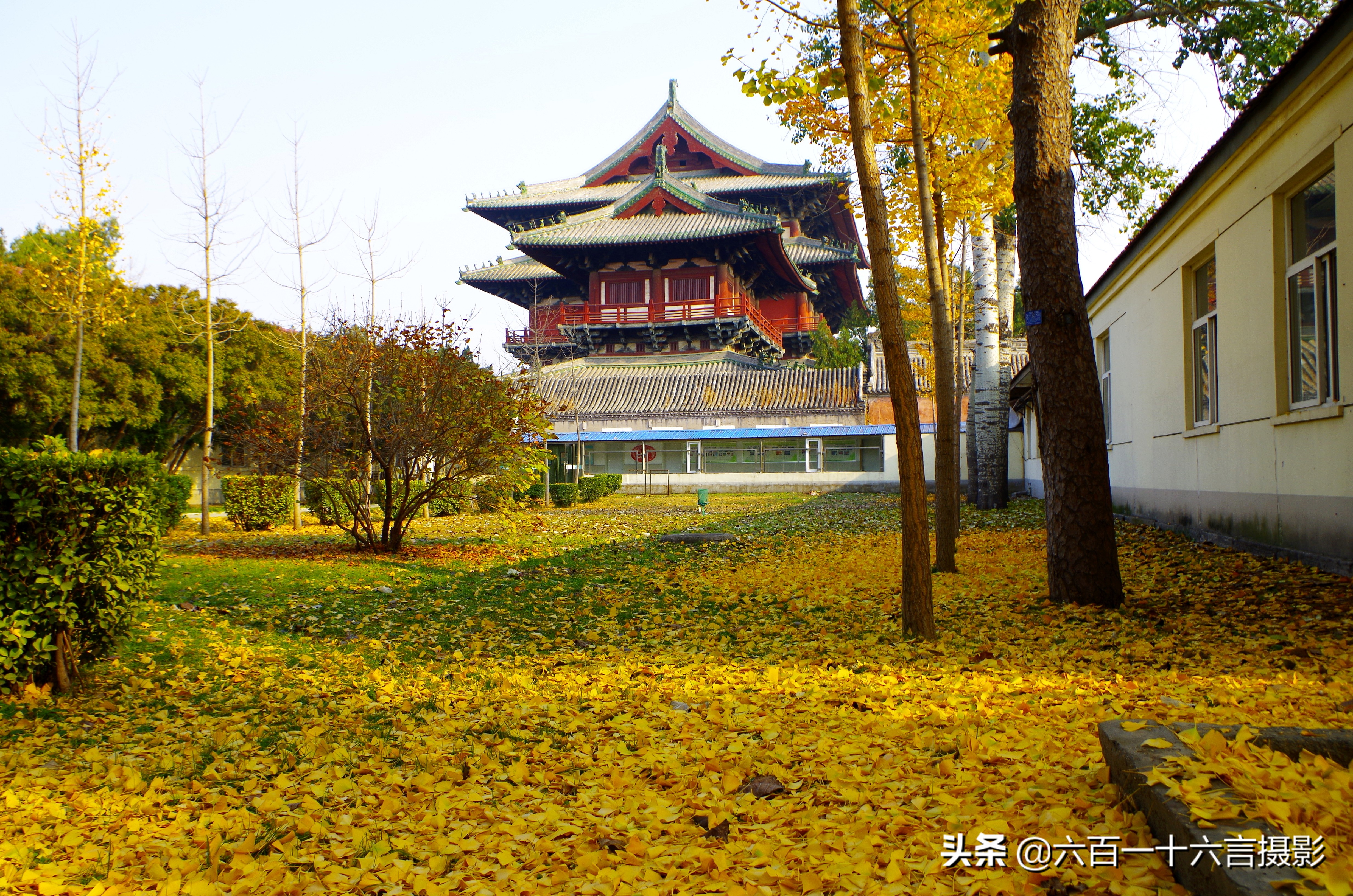 银杏哪里看最美附近,今年最后的银杏树