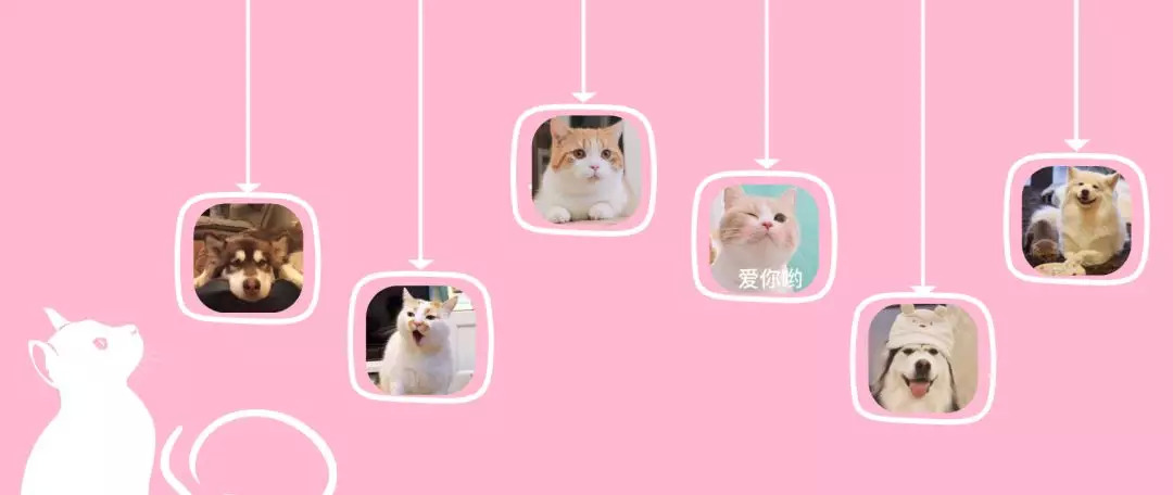 从回忆小马甲到花花与三猫，宠物网红进化论