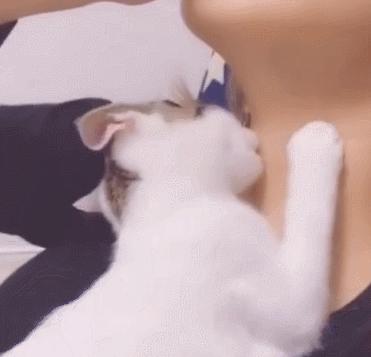 我脖子上的草莓，是猫咪种的