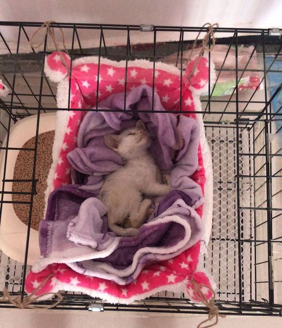 猫经常吃宠物火腿肠会怎么样,猫经常吃鱼内脏好不好