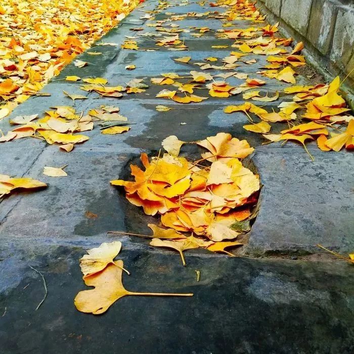 月坛银杏,月坛公园有银杏吗