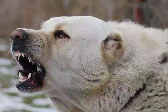 无敌的中亚牧羊犬,俄罗斯中亚牧羊犬守护羊群