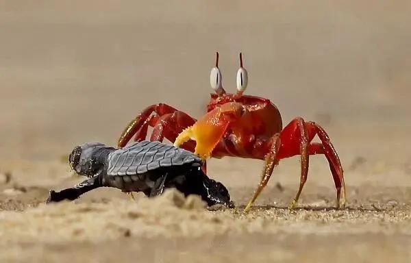 现实中的海绵宝宝是海洋生物,海绵宝宝中的珍珍是什么海洋生物