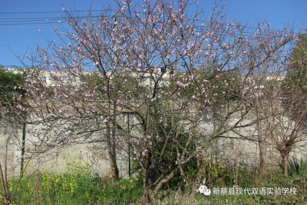 新蔡现代双语实验学校,新蔡县现代双语实验学校老照片