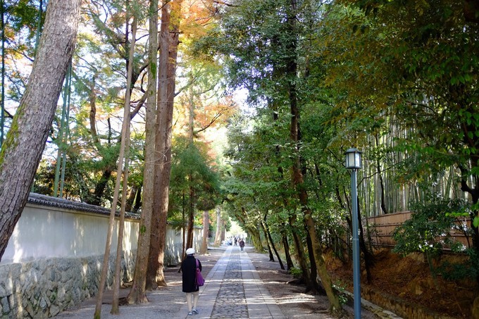 京都赏枫2022,京都赏枫必去景点有哪些好玩的