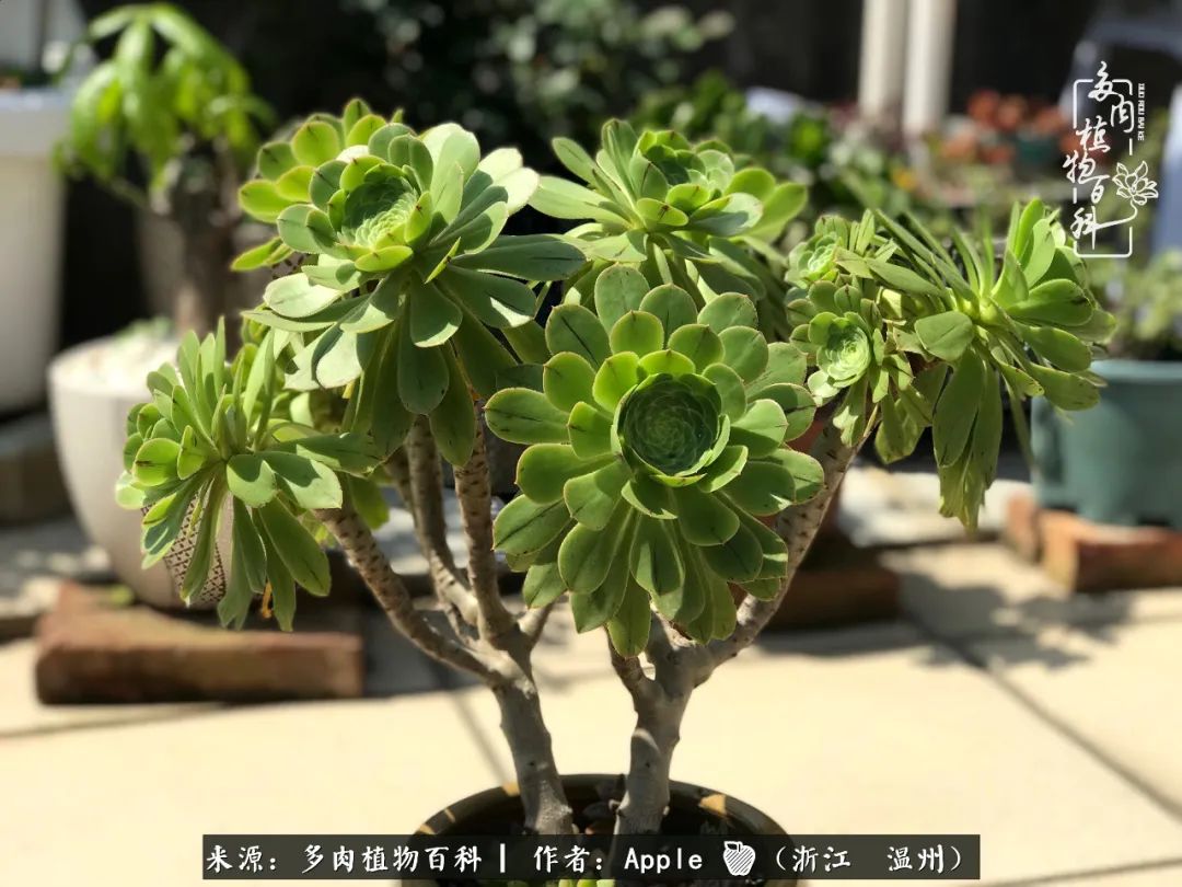 多肉成长记观察记录怎么写,多肉成长记录观察展板