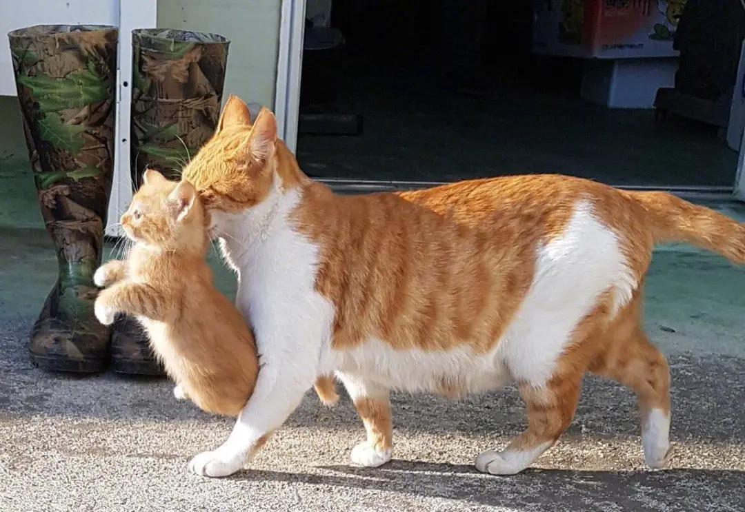 母猫在什么情况下会叼着宝宝挪窝,母猫没精神控制不了大小便