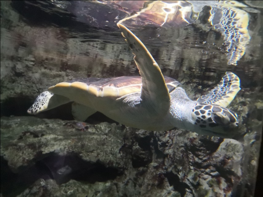 北京工体富国海底世界周一营业,北京工体富国海底世界旅馆