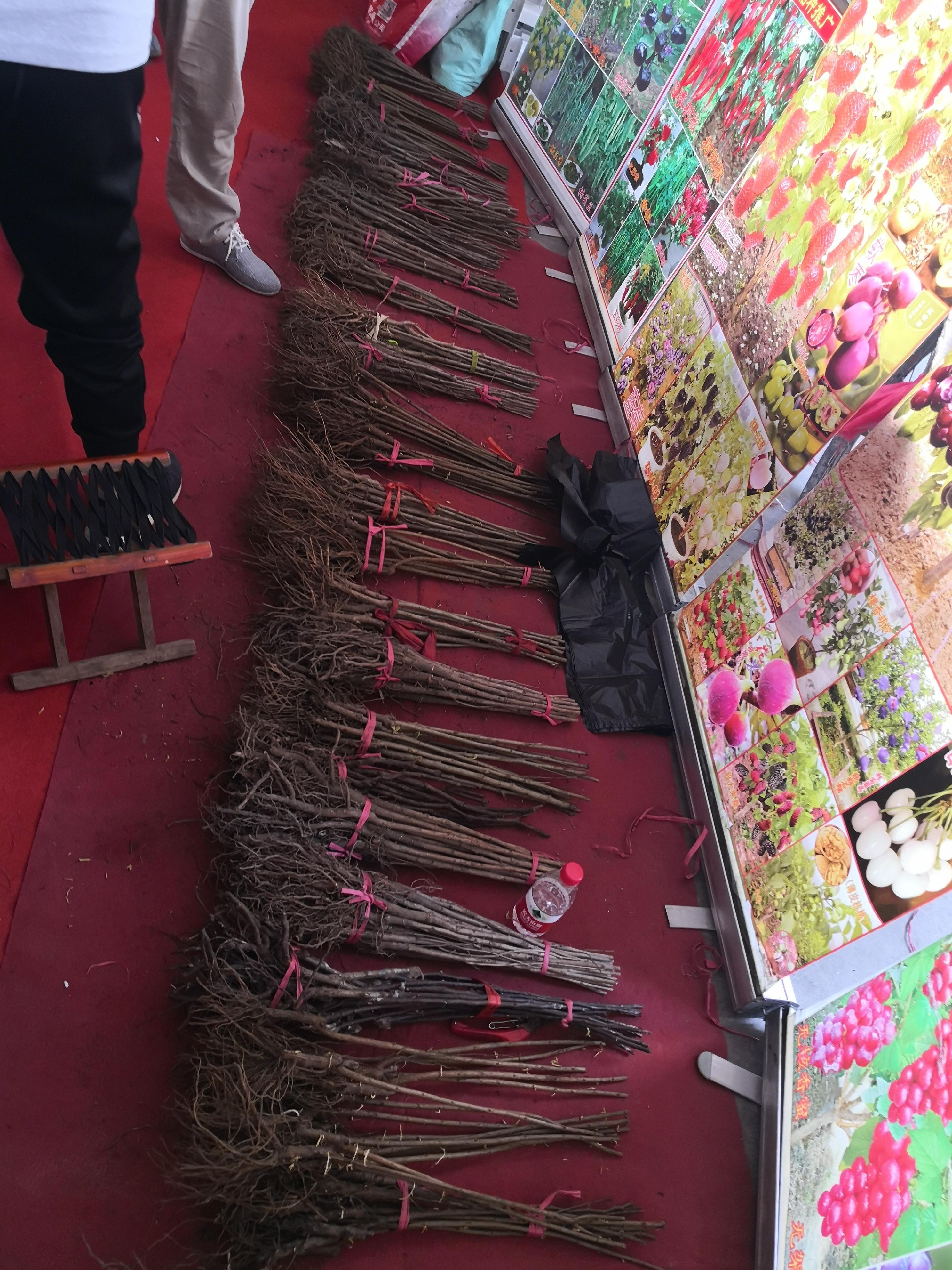 啥时候培育出了能结西瓜的树？我竟然差点就信了