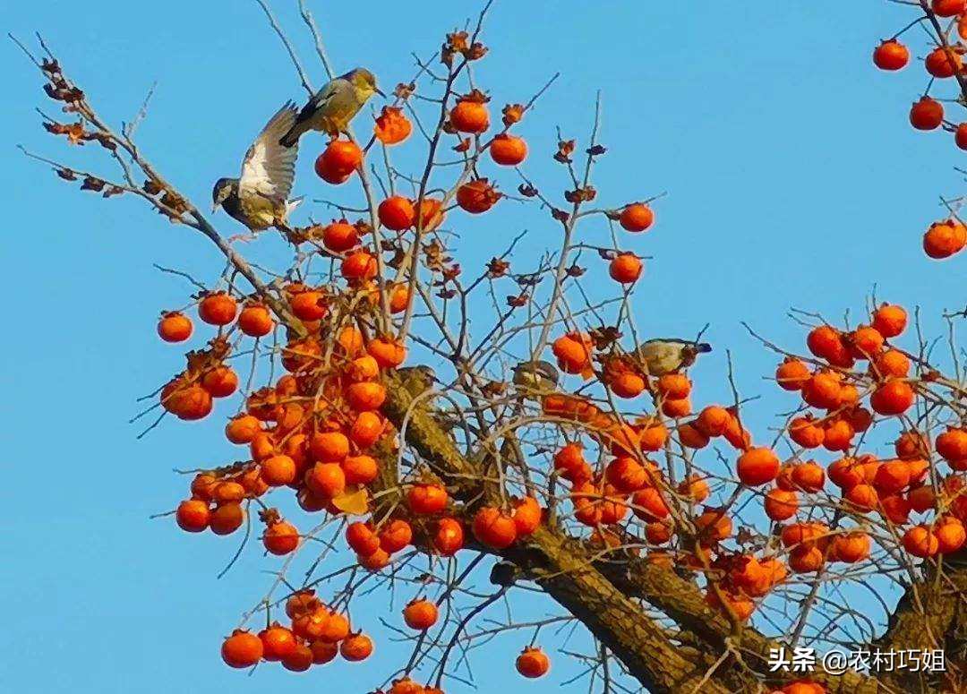 盆栽柿子树落果怎么办,柿子树落果怎么防治