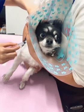 狗狗疫苗的种类和如何选择疫苗,狗狗疫苗接种时间怎么算