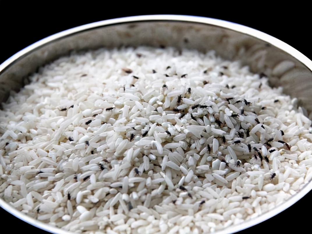 大米有黑色小虫子是什么虫子,大米里面有黑色小虫子哪里来