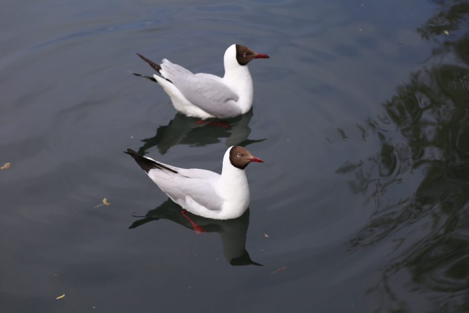 西藏旅游川进青出16天环线攻略,盘点西藏自驾游9条经典线路