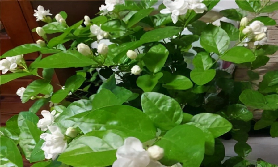 人养花花养人下句,什么花好养活又好看还可以吃的