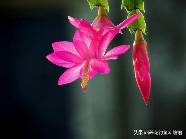 蟹爪兰花缺肥叶片会打蔫吗,蟹爪兰花苞少怎么办