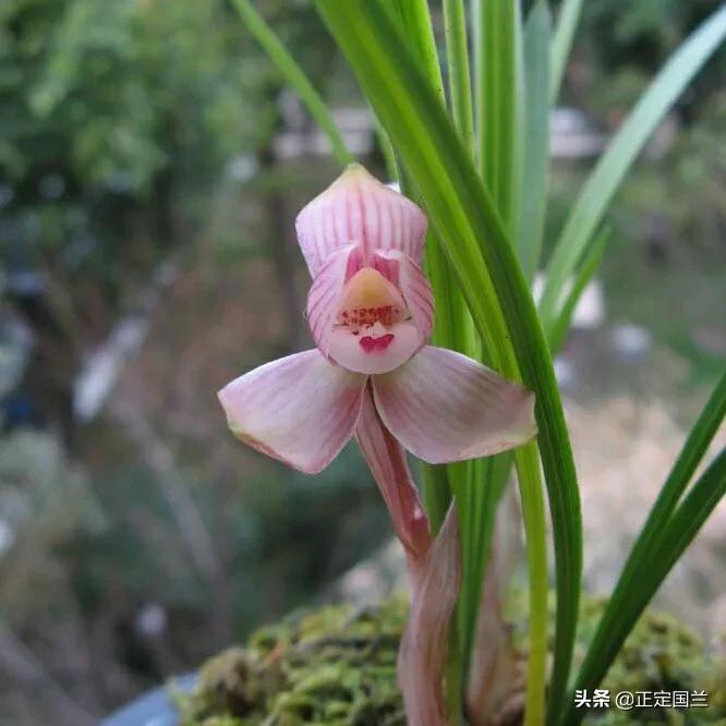 为什么兰花被称为国兰,为什么兰花又叫国兰