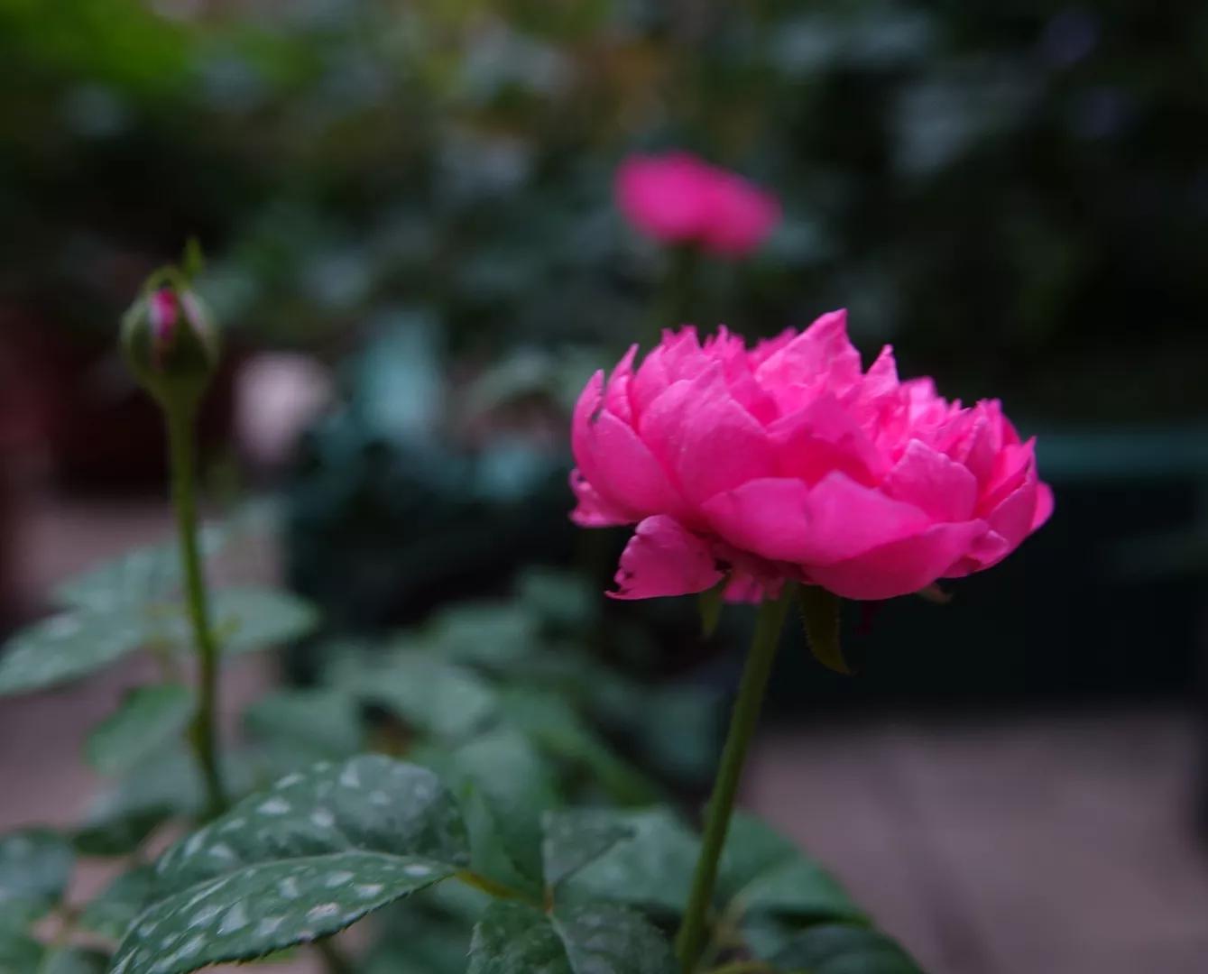 花盆下的小洞怎么处理,花盆底部的孔洞怎样处理
