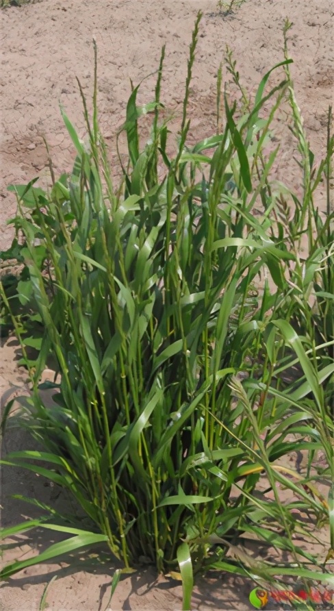 农田杂草图谱防治方法,农田主要杂草图谱