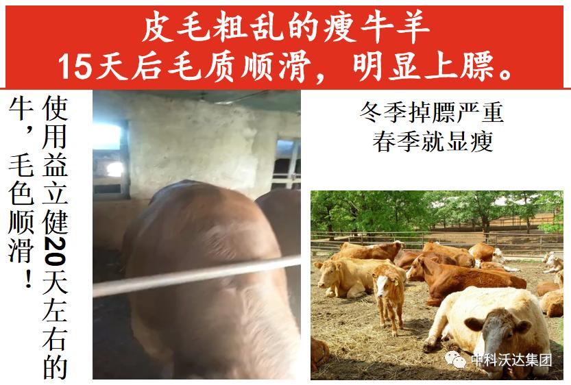 益力健牛羊专用中成药,益立健兽药