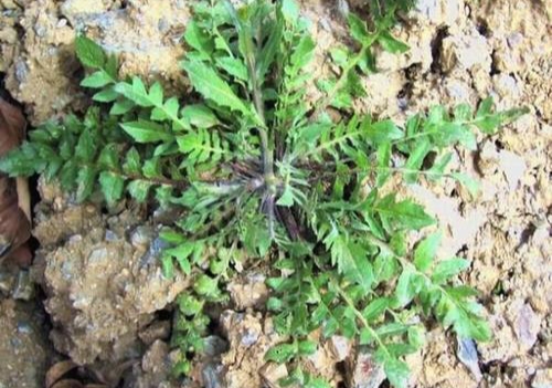 农村常见的“荠菜”是一种什么样的植物