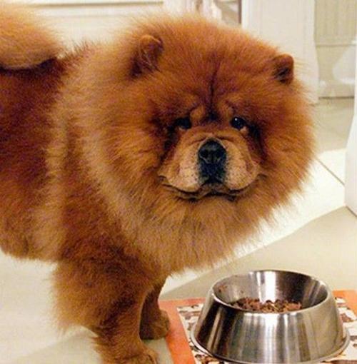 松狮犬有什么特点和缺点,松狮犬憨厚