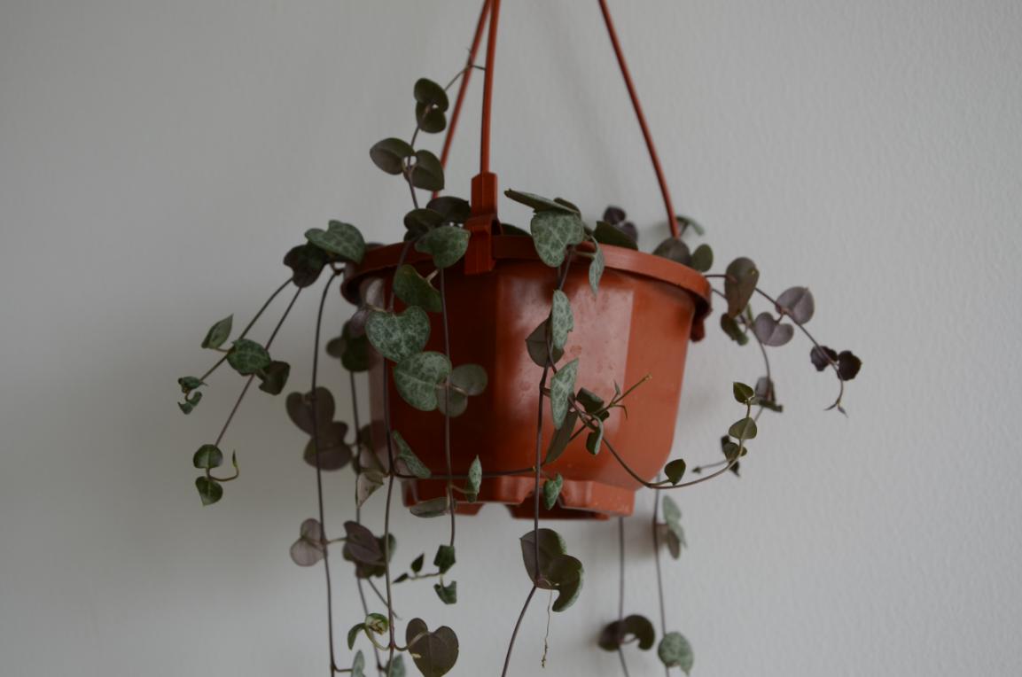 耐阴多肉植物室内,30种耐阴植物室内盆栽