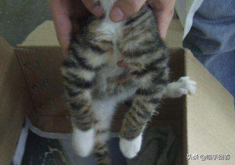 猫咪佝偻病后腿不稳,猫咪佝偻病脊椎塌陷