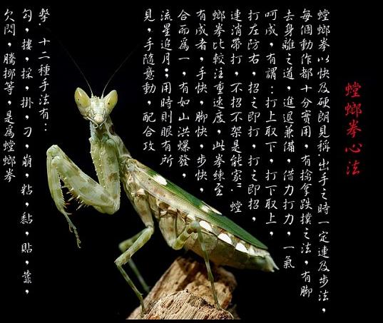 “螳螂拳大师”于海：曾随周总理外出访问，真正的武术家