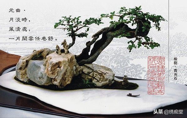 丛林式盆景欣赏,盆景欣赏及制作