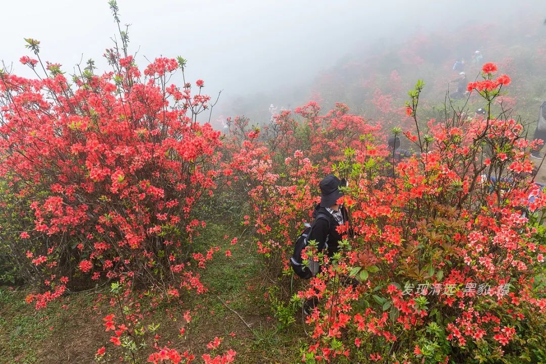 在天露山杜鹃花海丛中劲跳广场舞，这帮广东大妈又火了