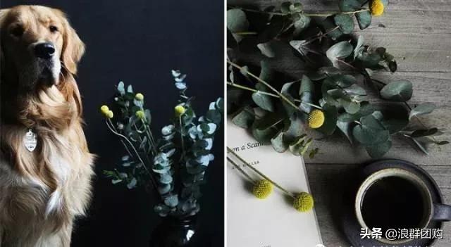 尤加利灰色好看吗,尤加利青配色图片