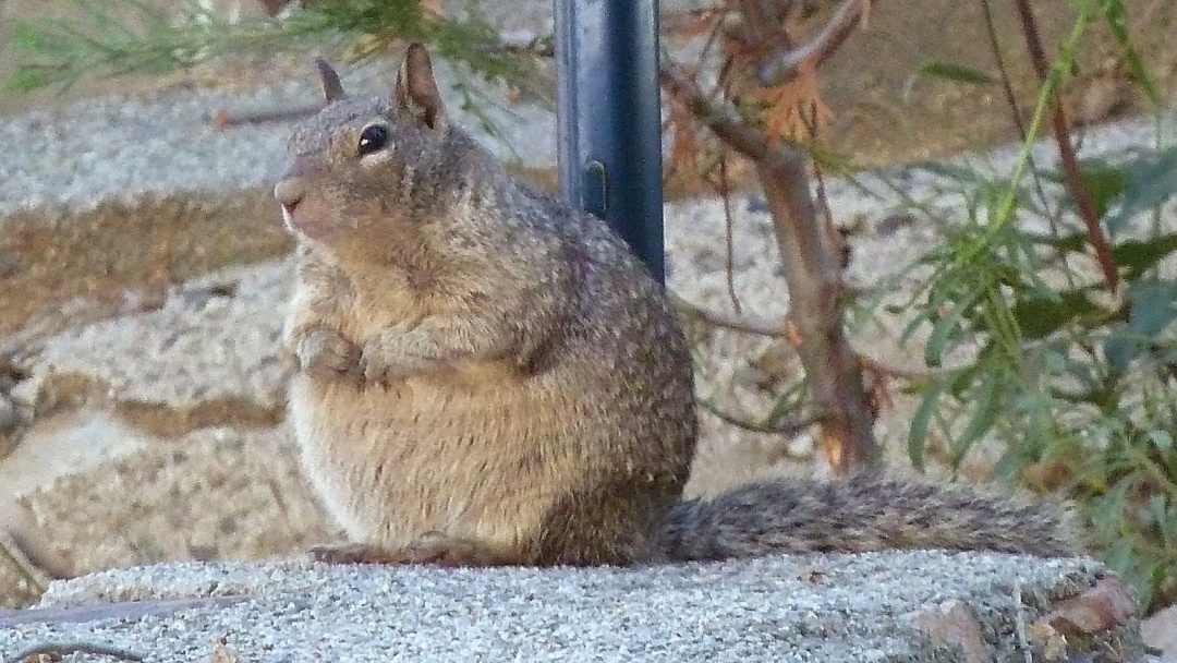 大尾巴鼠与松鼠的区别,大尾巴松鼠和小尾巴兔