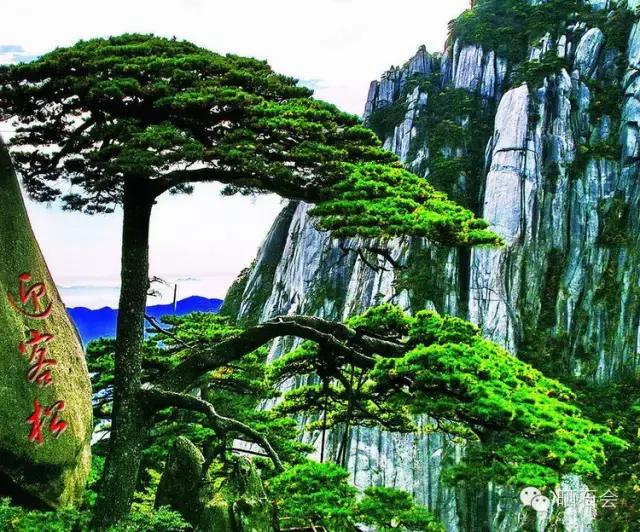 中国十大古树景观,重庆最老古树树龄千年