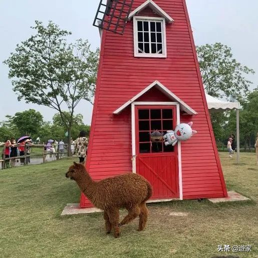 又到了薰衣草盛开的季节,上海市薰衣草花海