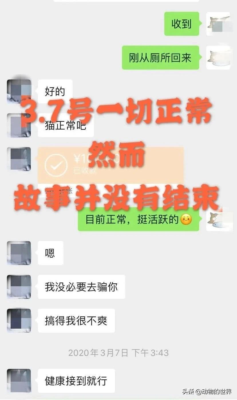 在网上买400多的缅因可以吗,一万多买的缅因猫死了