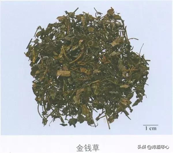 中医金钱草的功效与作用,含金钱草的经方