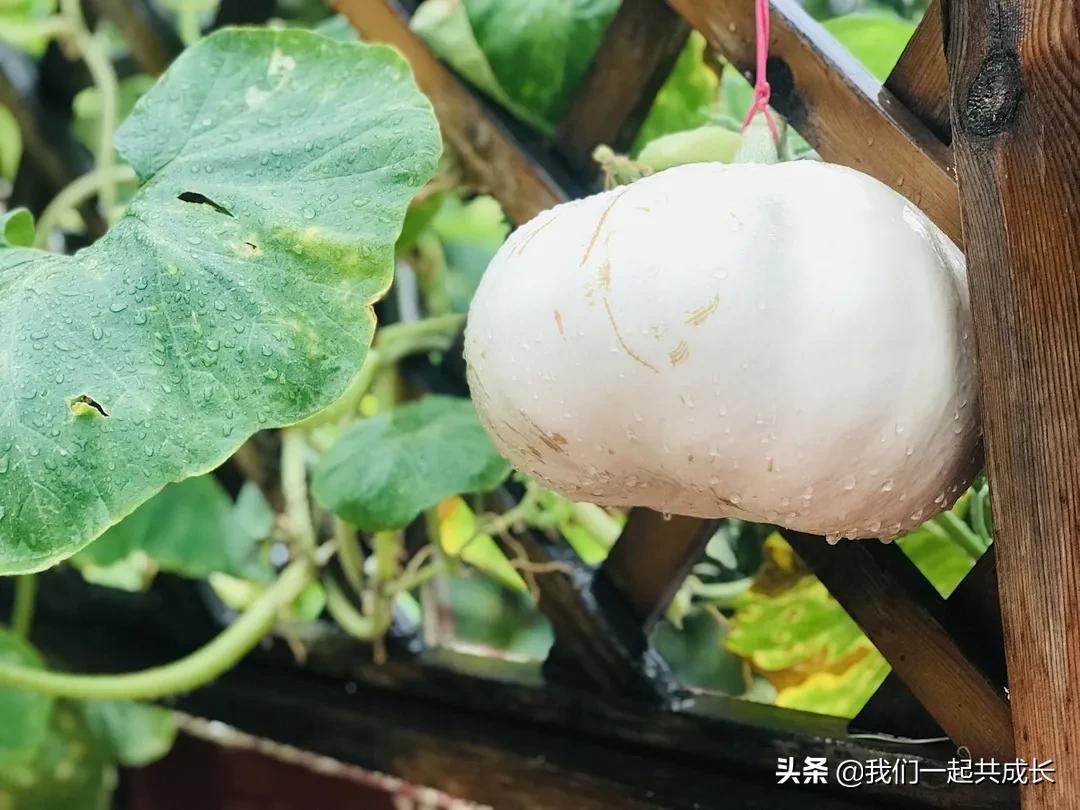 寻一抹秋色，遇一片美好：济南市启明星幼儿园的秋之美