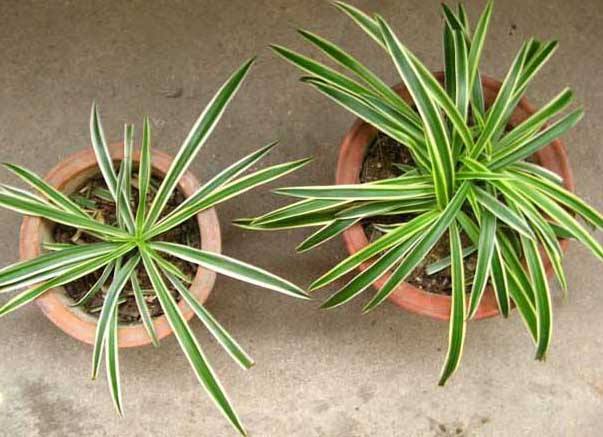 金边吊兰用水栽培行不行,佛珠吊兰的栽培方法图解